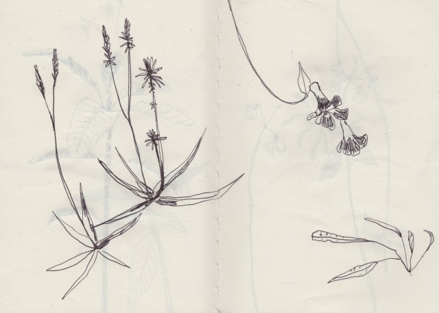 botanical-drawing-2
