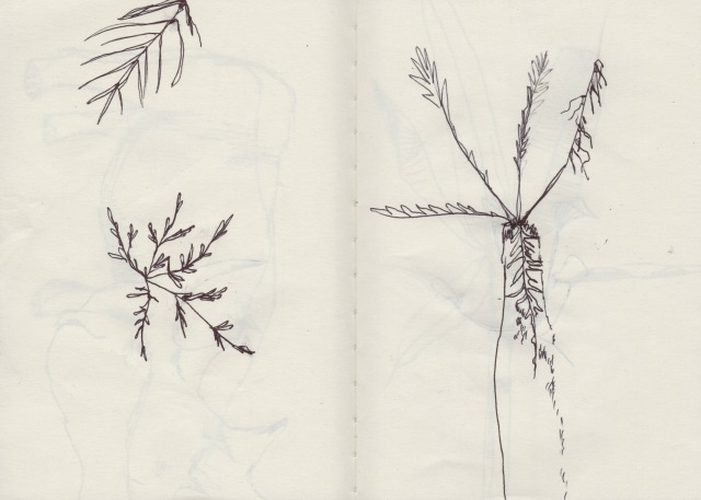 botanical-drawing-4